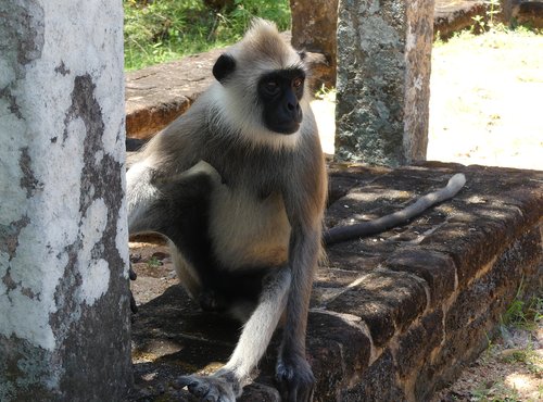 Souvenir du voyage de Claude, Sri Lanka