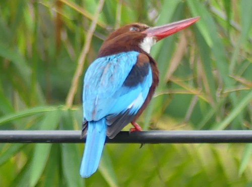 Souvenir du voyage de Claude, Sri Lanka