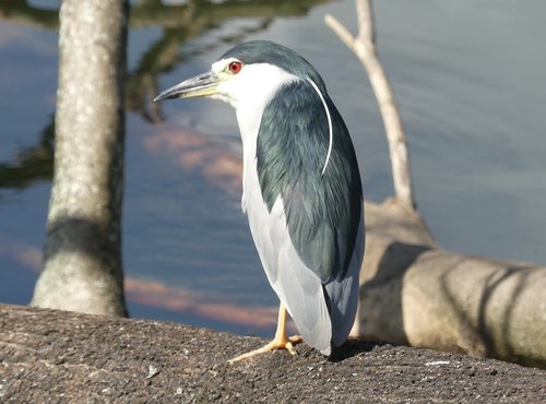 Souvenir du voyage de Claude, Sri Lanka