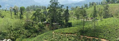 Souvenir du voyage de Claude, Sri Lanka