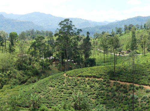 Souvenir du voyage de Claude, Sri Lanka