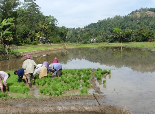 Souvenir du voyage de Claude, Sri Lanka