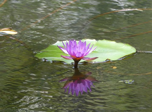 Souvenir du voyage de Claude, Sri Lanka