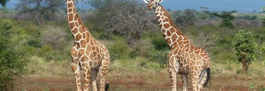 Souvenir du voyage de Jean Pierre, Kenya