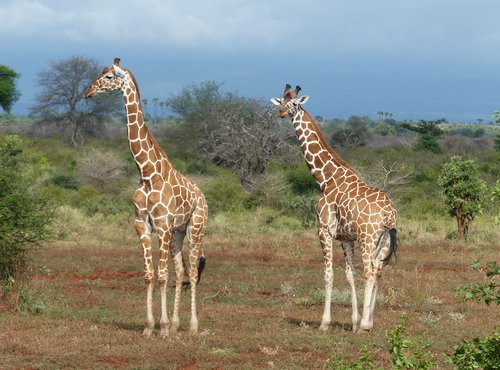 Souvenir du voyage de Jean Pierre, Kenya