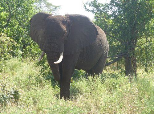 Souvenir du voyage de Jean Pierre, Kenya