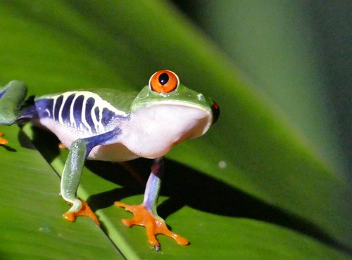 Souvenir du voyage de Eric, Costa Rica