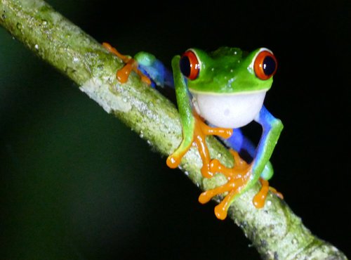 Souvenir du voyage de Eric, Costa Rica