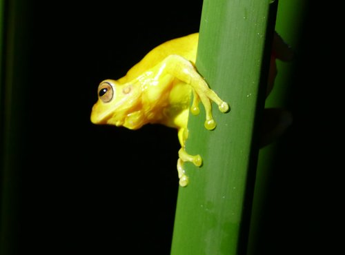 Souvenir du voyage de Eric, Costa Rica