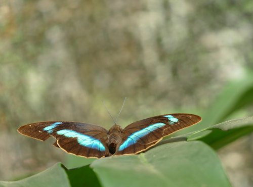 Souvenir du voyage de Eric, Costa Rica