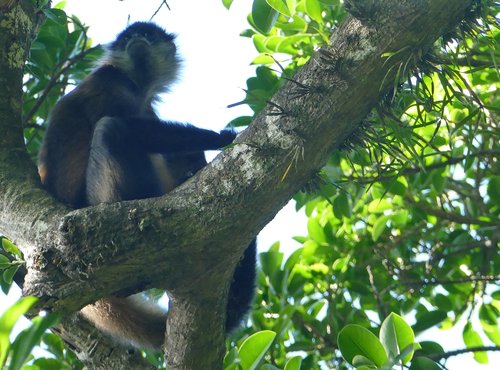 Souvenir du voyage de Eric, Costa Rica