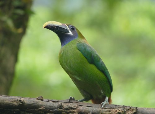 Souvenir du voyage de Eric, Costa Rica