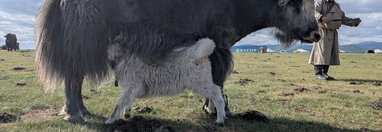 Souvenir du voyage de Jean Francois, Mongolie