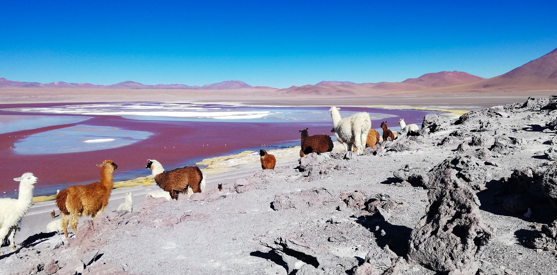 Panorama spectaculaire sur la Laguna Colorada (ou lagune Rouge) en Bolivie