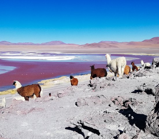 Panorama spectaculaire sur la Laguna Colorada (ou lagune Rouge) en Bolivie