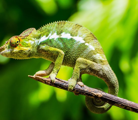 Parc National de Mantadia Andasibe