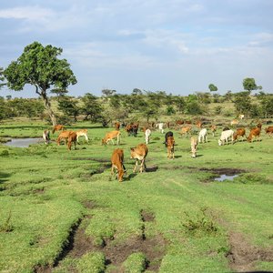 Parc National du Masai Mara