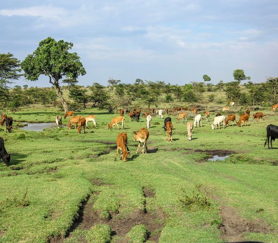 Parc National du Masai Mara