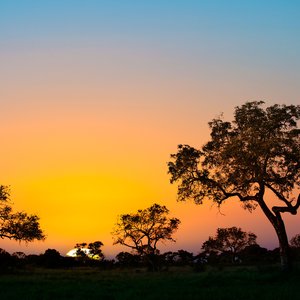 Parc de Kruger, Afrique du Sud