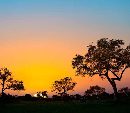 Parc de Kruger, Afrique du Sud