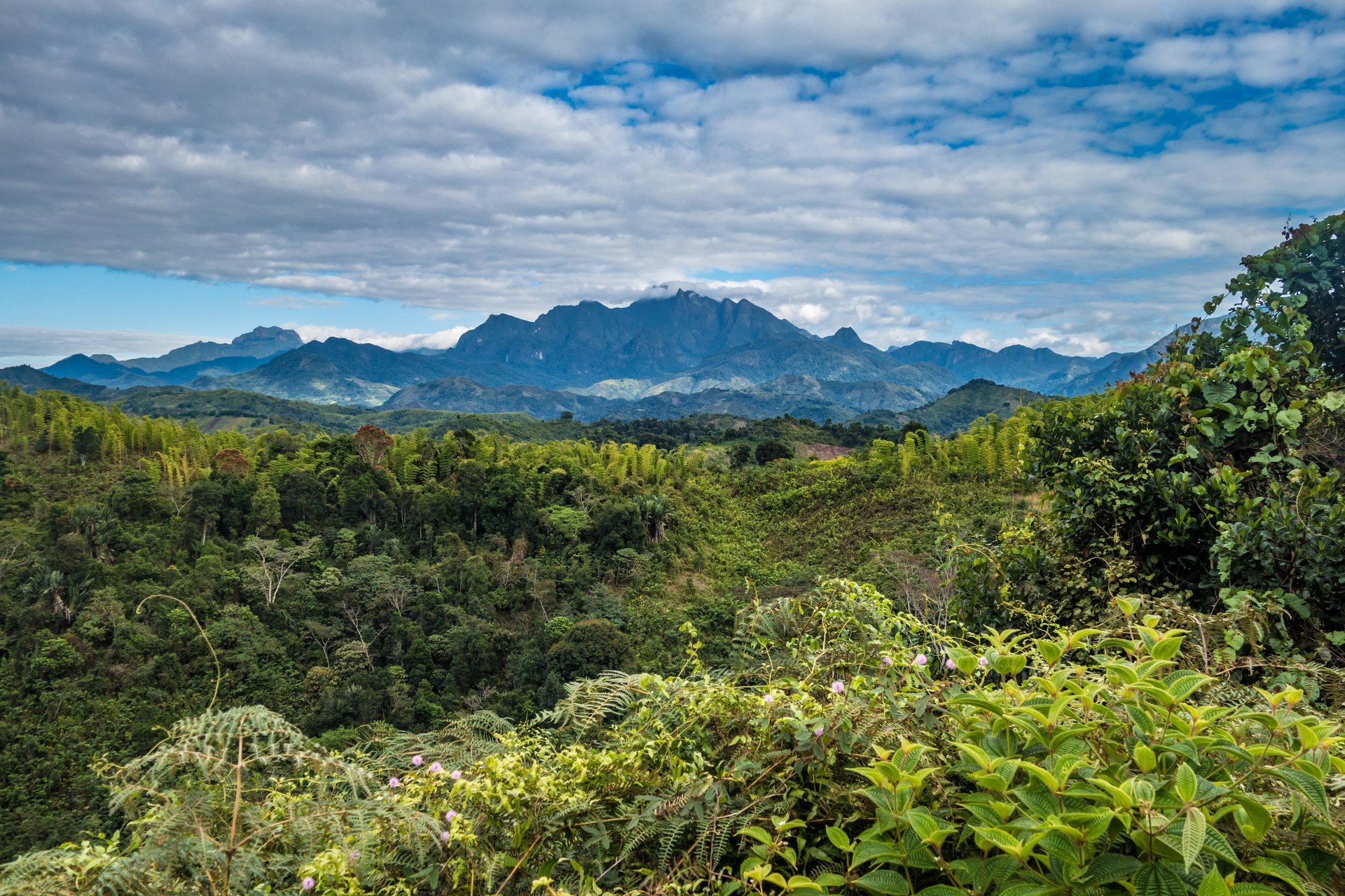 Parc_national_Marojejy_Madagascar (2)