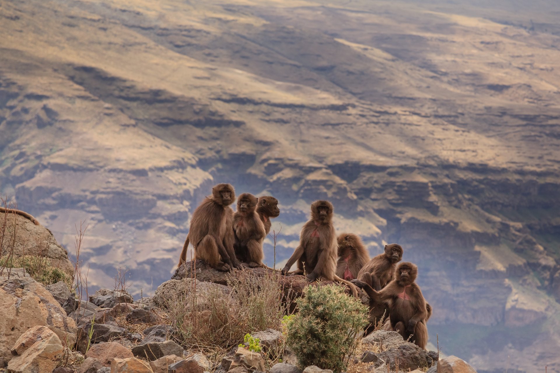 Parc national des monts Simien  Éthiopie