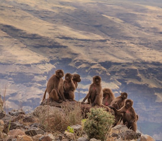 Parc national des monts Simien  Éthiopie