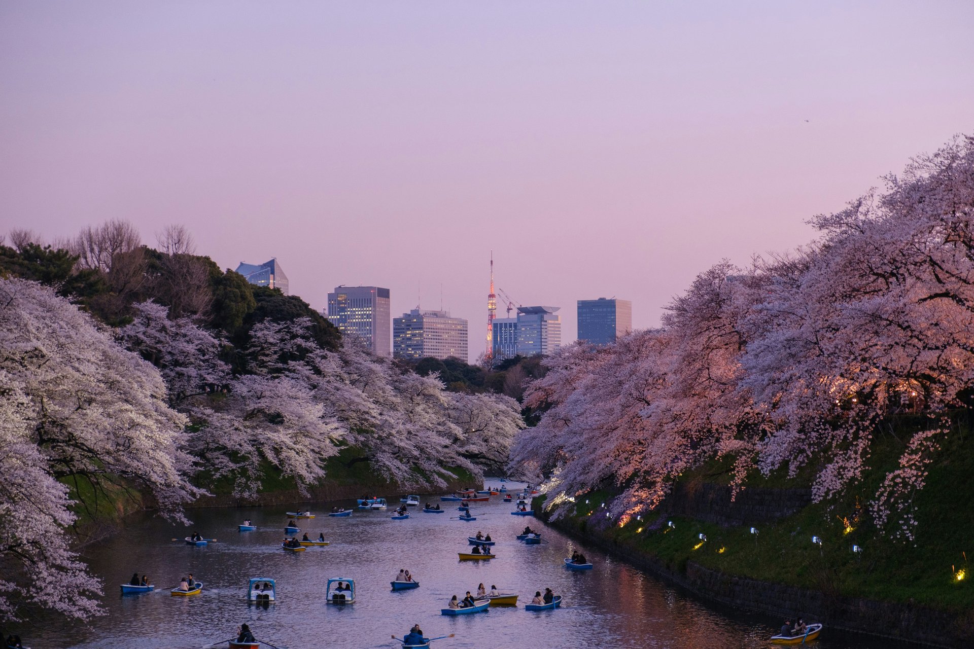 Paysages de bateaux et fleurs de cerisier à Tokyo, Japon