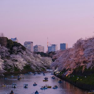 Paysages de bateaux et fleurs de cerisier à Tokyo, Japon