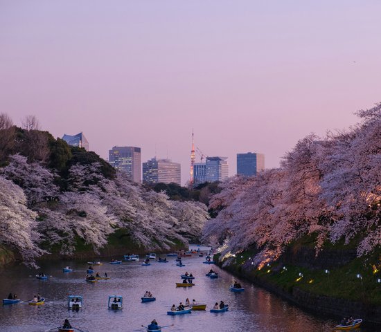 Paysages de bateaux et fleurs de cerisier à Tokyo, Japon