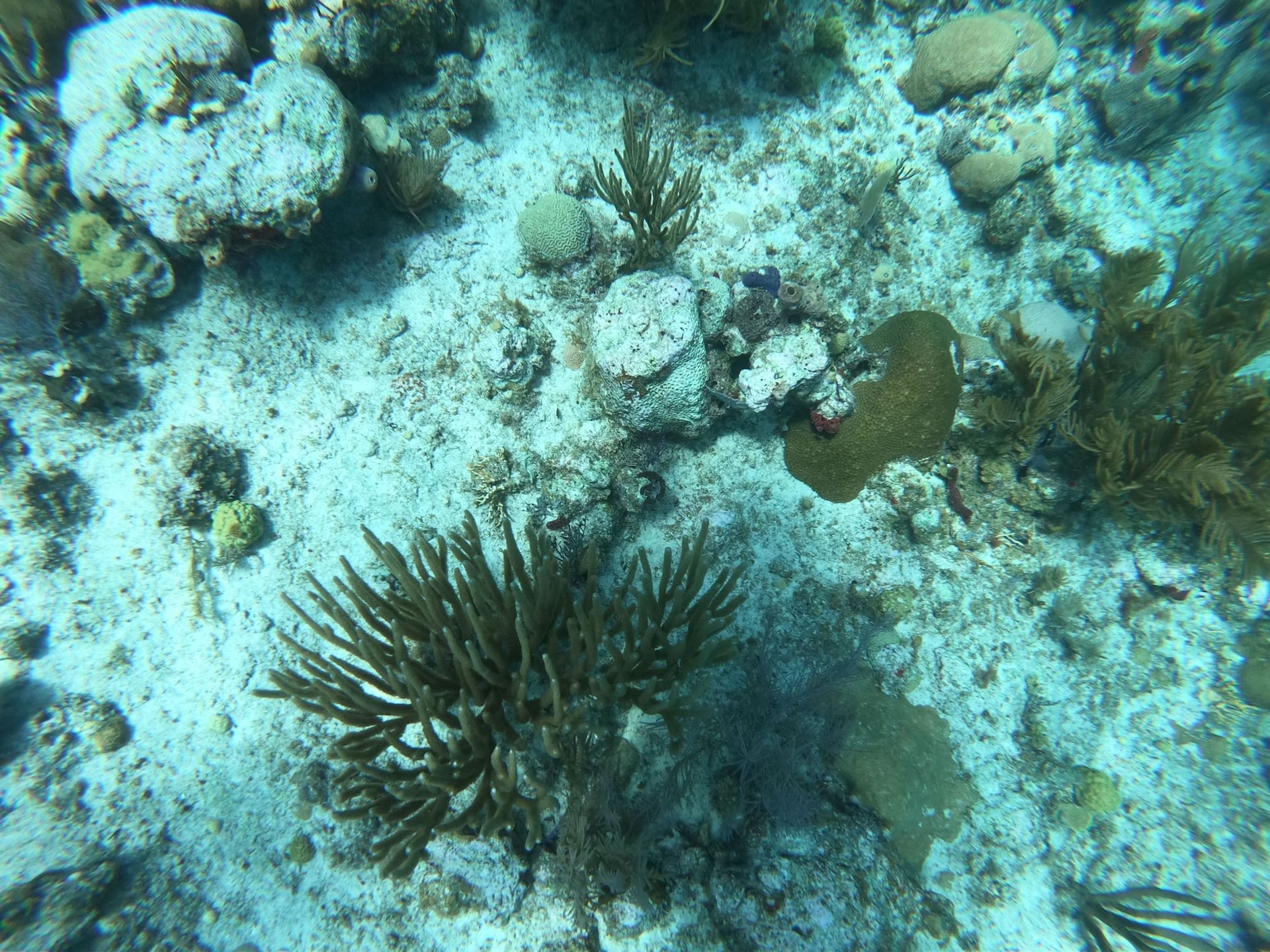 Plongée Isla de San Andrés, Colombie