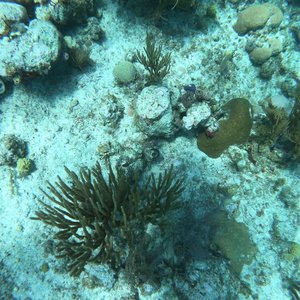 Plongée Isla de San Andrés, Colombie