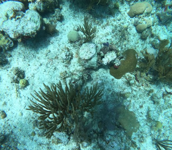 Plongée Isla de San Andrés, Colombie