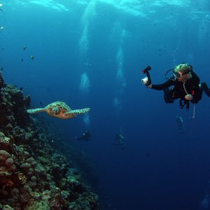 Plongée en Afrique du sud