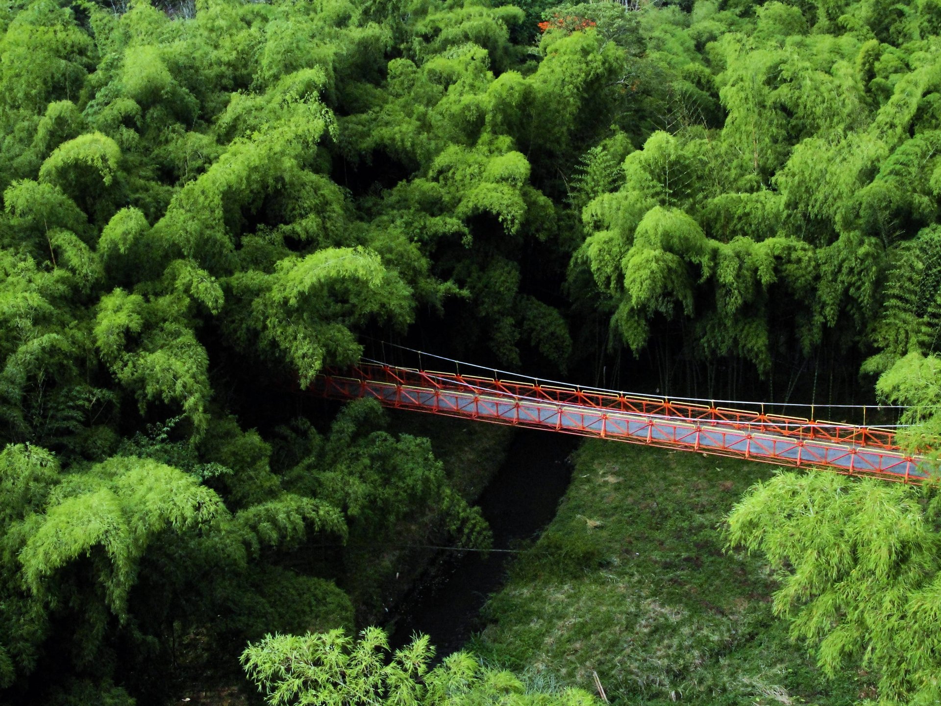Pont dans la forêt américaine de bambou, Pereira   Colombie.