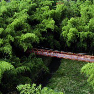 Pont dans la forêt américaine de bambou, Pereira   Colombie.