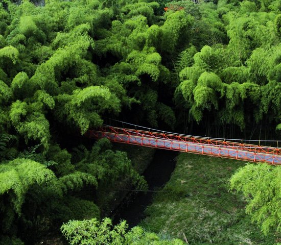 Pont dans la forêt américaine de bambou, Pereira   Colombie.