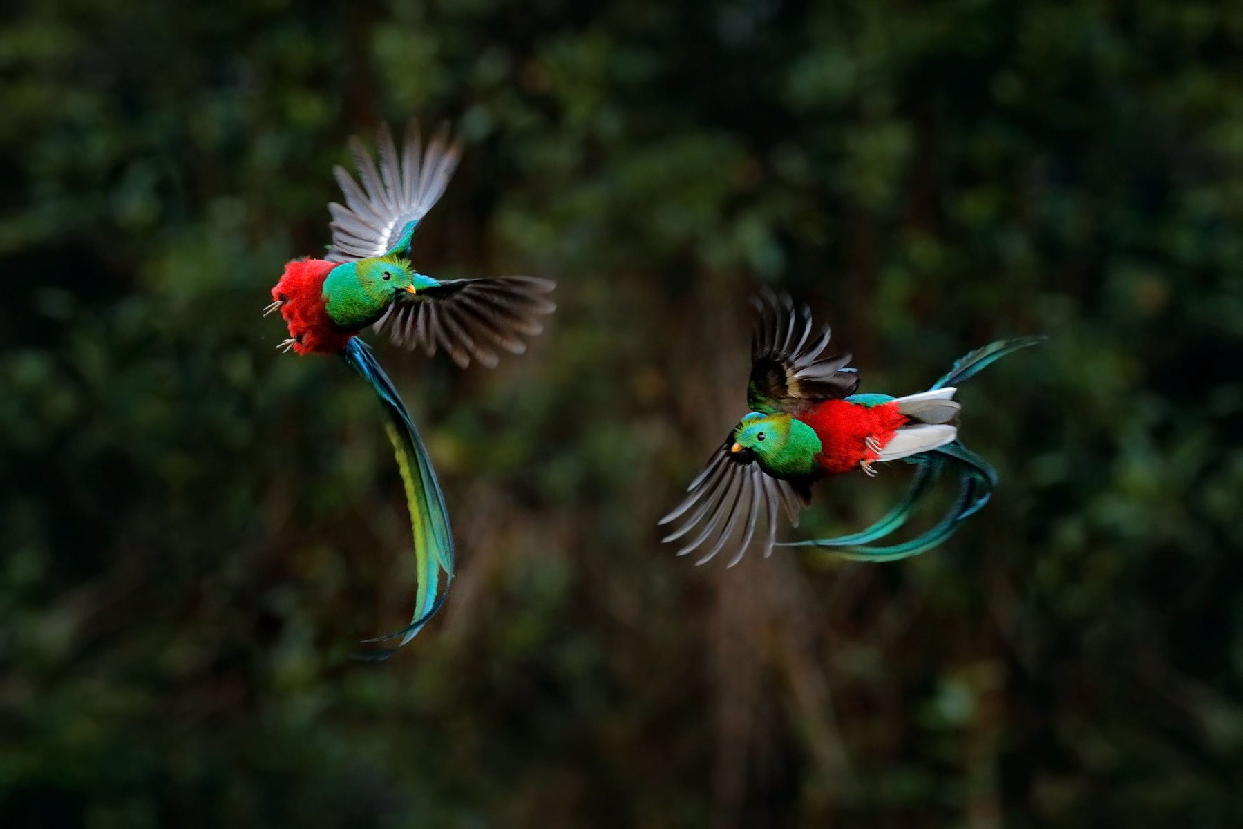 Quetzal Costa Rica