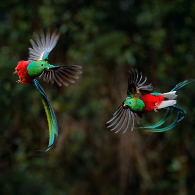 Quetzal Costa Rica