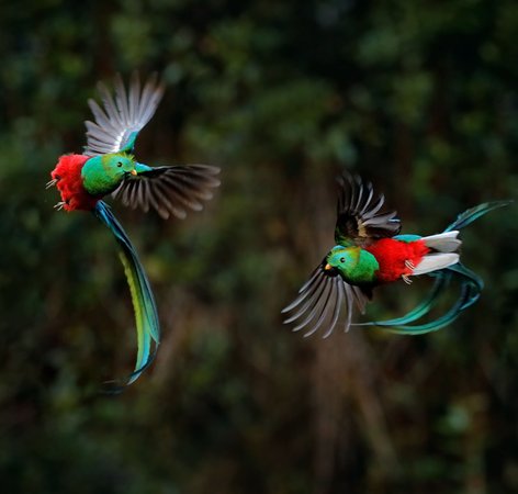 Quetzal Costa Rica