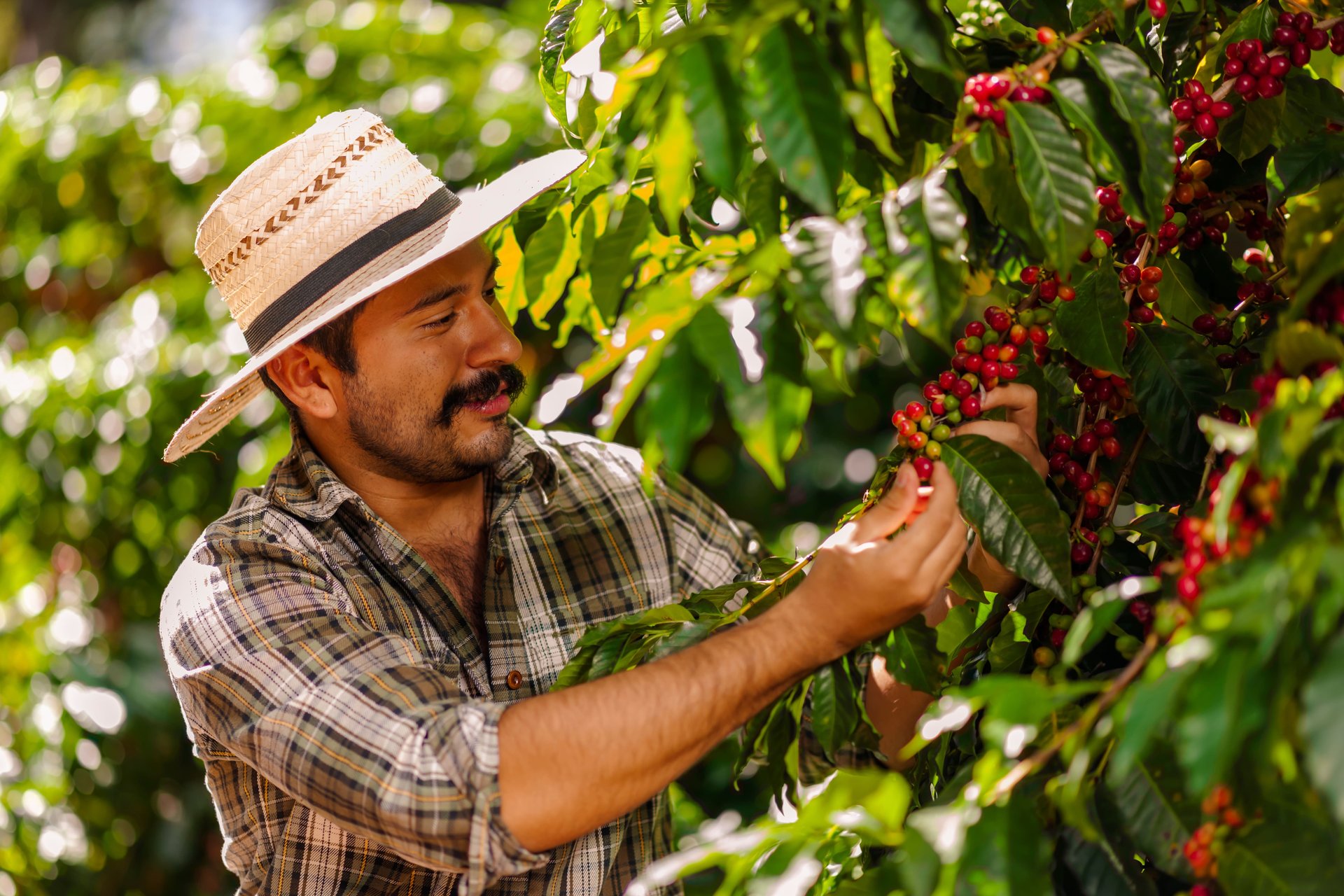 Recolte du cafe Colombie