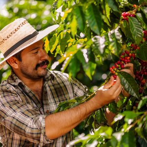 Recolte du cafe Colombie