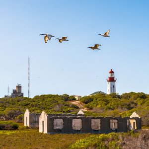 Robben Island, Afrique du Sud