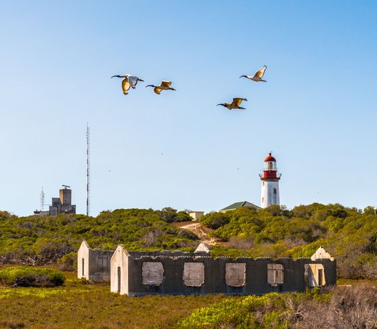 Robben Island, Afrique du Sud