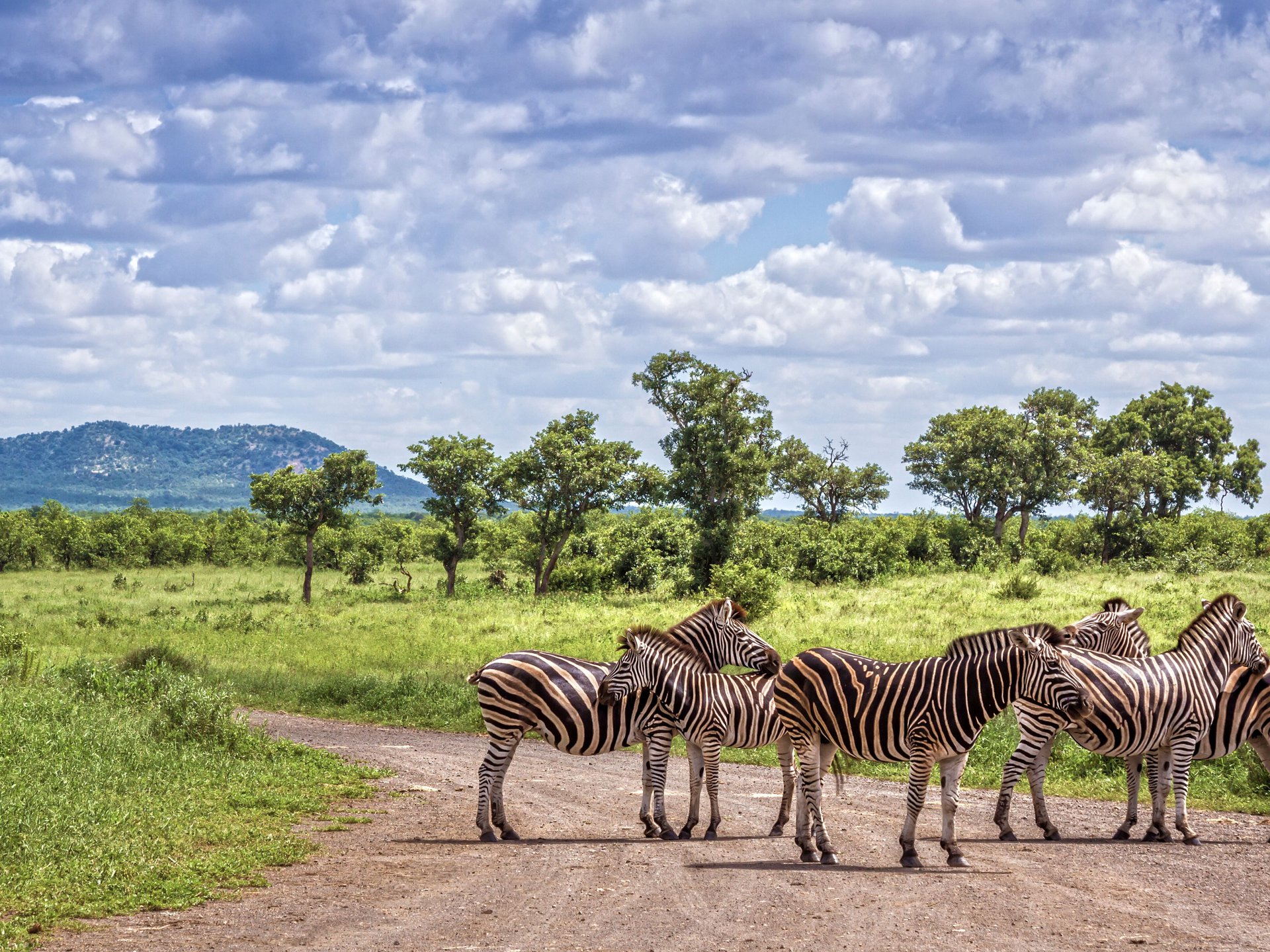 Safari parc national de Kruger, Afrique du Sud