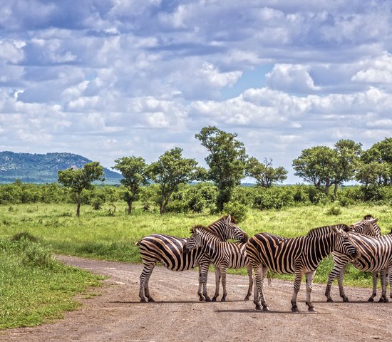 Safari parc national de Kruger, Afrique du Sud