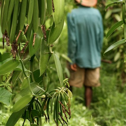 Sambava vanille à Madagascar