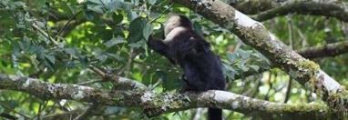 Souvenir du voyage de Nathalie, Costa Rica
