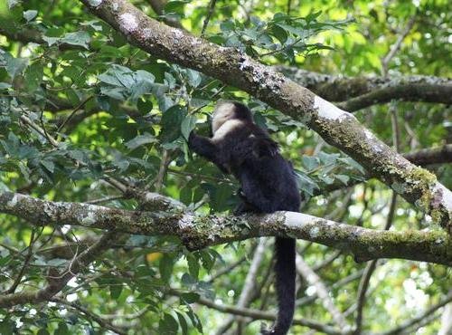 Souvenir du voyage de Nathalie, Costa Rica