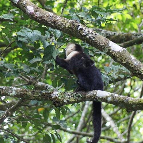 Souvenir du voyage de Nathalie, Costa Rica